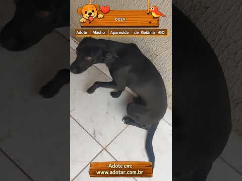 Vídeo de ozzy
