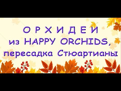 ОРХИДЕИ из HAPPY ORCHIDS,пересадка СТЮАРТИАНЫ из Серамиса.Привет Людмиле Квашиной :)