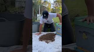 Homem Descobre Ninho de Abelhas Dentro do Teto 😍❤️