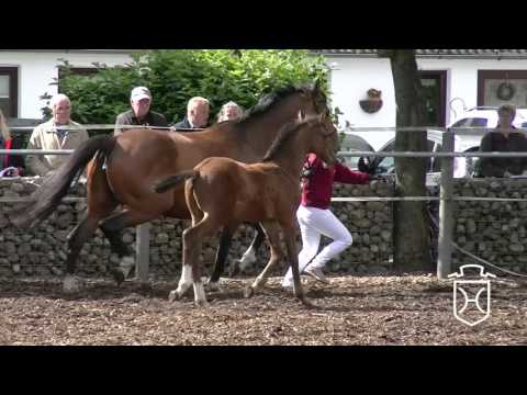 SL008 Hengstfohlen von Casall - Cormint - Coronado