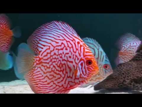 The Beautiful Discus Fish, King of the Aquarium