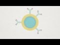 B Cell Plasma And Memory Cell Animation