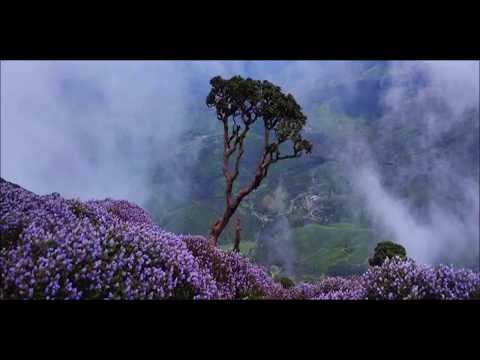 download lagu mp3 mp4 Nilgiri Hills Neelakurinji, download lagu Nilgiri Hills Neelakurinji gratis, unduh video klip Nilgiri Hills Neelakurinji