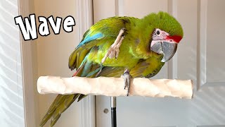How I Taught Great Green Macaw to Wave