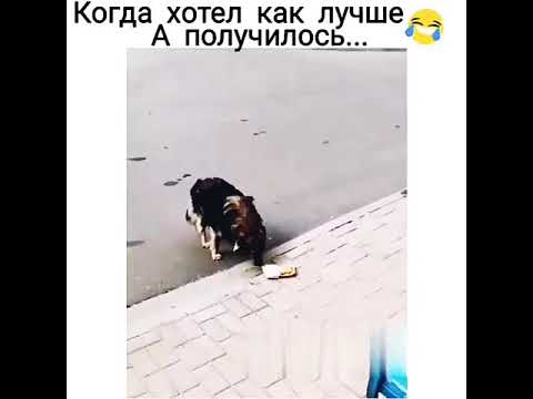 Решил покормить собачку