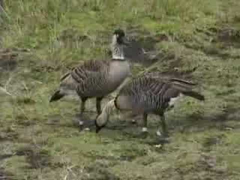 Nene and Mongoose, Hawaiian Wildlife, Big Island of Hawaii