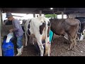 MILKING MORE THAN 80 COWS ON THE FARM AND ALL AVAILABLE AVERAGE 25 LITERS OF MILK 02 08 2025