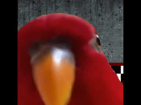 red bird laughing meme