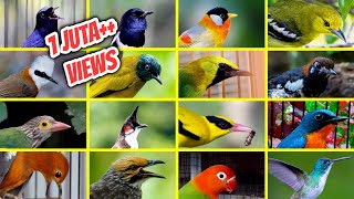 Download lagu 42 Jenis Burung Kicau Populer di Indonesia Beserta... mp3