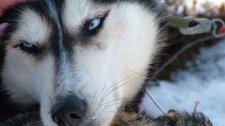 preview picture of video 'Lapland Husky Safari'