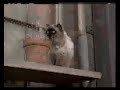 Homeward Bound II Lost In San Francisco Clip 2