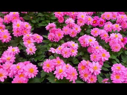 Opwekking 654 De vreugde van U 1B