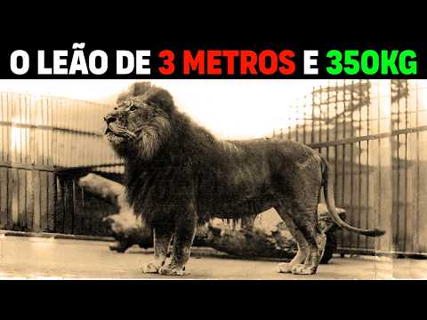 Lion - SIMBA THE MEGA LION 9 FEET LONG AND 771 POUNDS | Lion Bigger Than Tiger