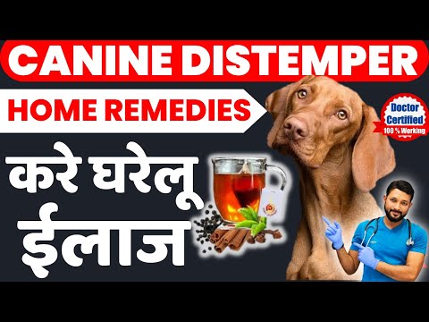 Canine Distemper Home Remedies | Last Stage Symptoms | Treatment At Home   | Recovery |  In Hindi