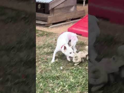 Ripley, an adoptable Corgi & Rat Terrier Mix in Houston, TX_image-1