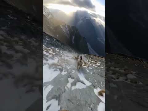 From This Height, the World Feels Small | Mountain Goat POV