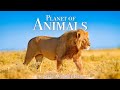 Animal Planet 4K Scenic Wildlife Film With Inspiring Music