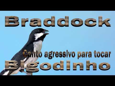 Bigode Braddock canto mateiro agressivo para tocar os machos ao redor gravado ao vivo em HQ !!