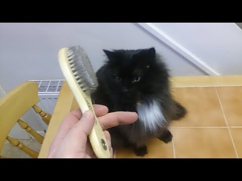some cats like too be brushed these  helpful hints and tips make grooming your furry pal super easy!