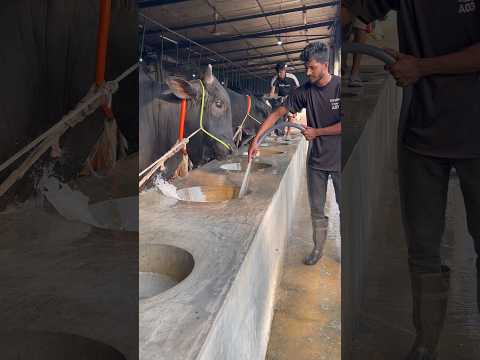 Bulls are enjoy water sounds🎶