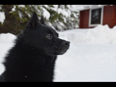 Jekku Schipperke's holiday   Jekku-schipperken loma