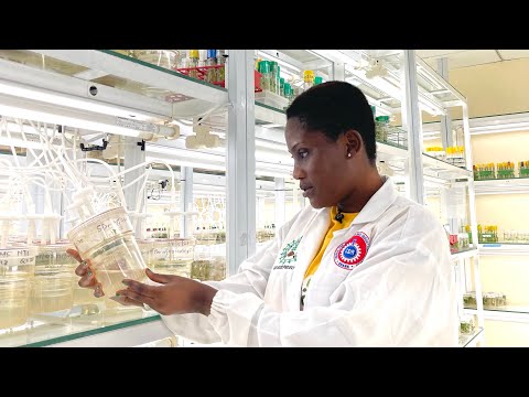 Tissue Culture: Ghanaian Scientists Are Producing Millions Of Sweet Potatoes Vine With Technology