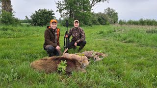 Mai Bockjagd in der Havelniederung Brandenburg - Jagdkrone