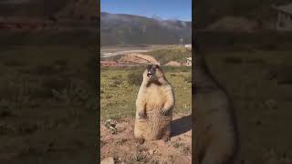 ☆Super Cute Animals☆Cute cats and funy dogs＆cat　videos compilation2021C⑰#Shorts