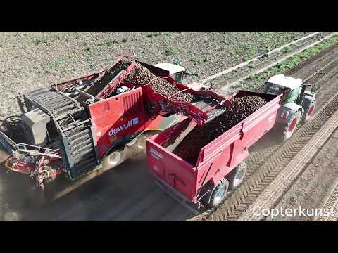 Kartoffelernte 2025 in der Börde mit Dewulf Roder