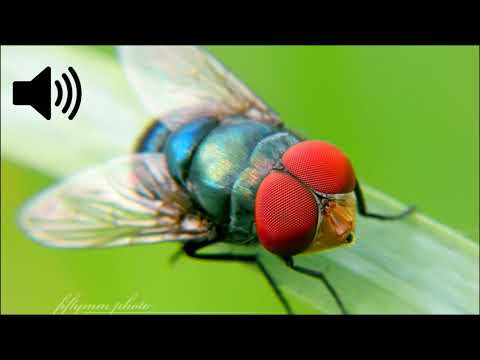 Housefly Sound Effect