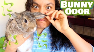 How To Get Rid Of Bunny Odor