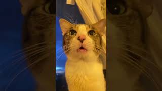 #猫 #猫の日常 #可愛い猫 #おもしろ猫 #初心者飼い主
