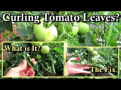 , title : 'How to Fix Tomato Leaf Curl or Rolling: It Won't Harm Your Tomato Plant!'