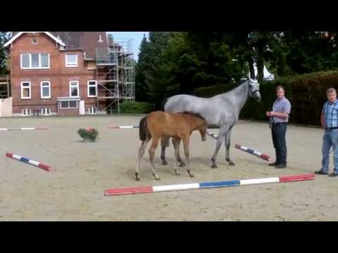 Leovisto - HF Leo Locke - Water Dance xx