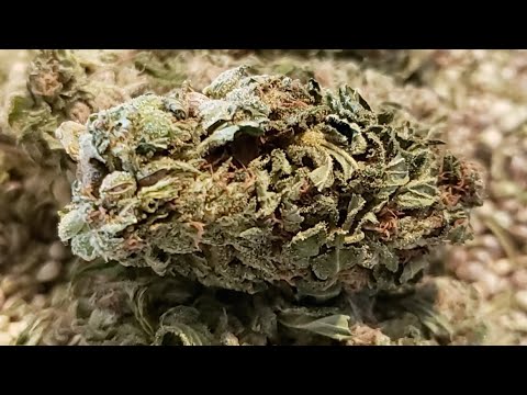 Alacran Saca La Semilla Crema Y Nata En Cannabis ALVP