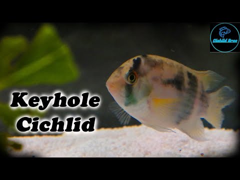 Cichlida keyhole (Cleithracara maronii) — video o chove a starostlivosti