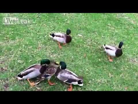 download lagu mp3 mp4 Duck Rape, download lagu Duck Rape gratis, unduh video klip Duck Rape