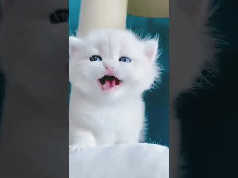 Mau mau billi cartoon #cat #kitten #mao #cute #cutecat #new #cartoon #girl #baby #maumau #little