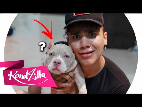 ♫ Saudades Né Minha Filha - Flay e Jerry Smith (PARÓDIA)