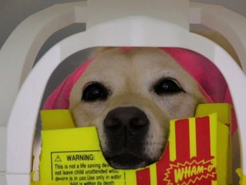 Inside animal minds: New series looks at who's smartest