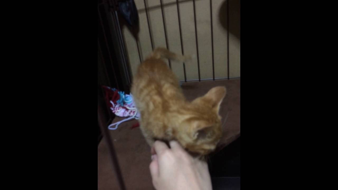 Gatinho ja esta carinhoso.