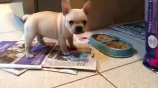 Don't interrupt him while he eats