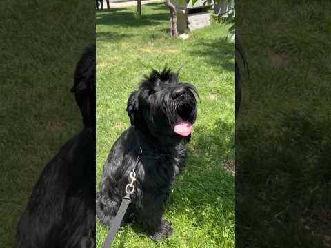 #dog #germanshepherd #iran #schnauzer  #dog