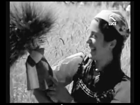 Sanluri 1937 - Mietitura del grano in epoca fascista