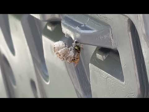 Yellow Jacket in the Deck Box in Middletown, NJ
