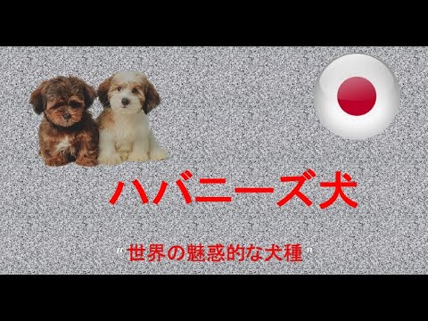 ハバニーズ – 4 本足のスマートな魅力