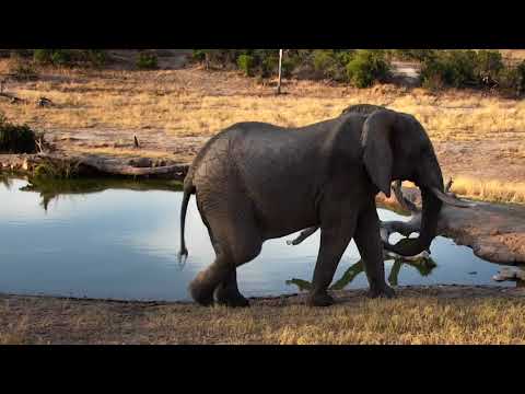 Djuma: Lone Elephant bull - 16:35 - 08/14/18