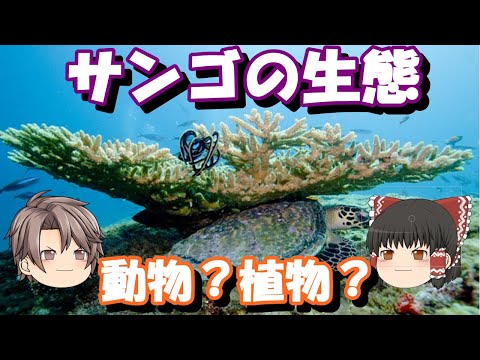 一般的なサンゴの木 植物