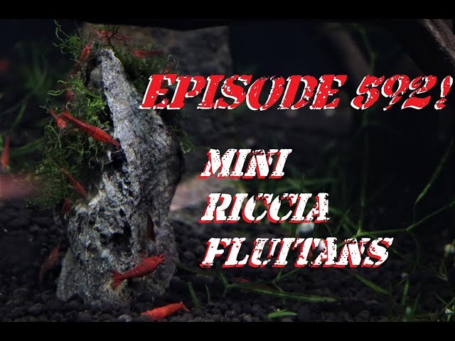 Episode 592! Mini Riccia Fluitans!