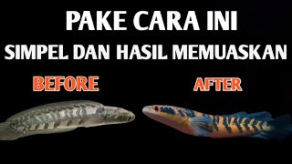 Download lagu HOW TO TREAT THE COLOR OF CHANNA YELLOW SENTARUM FISH mp3